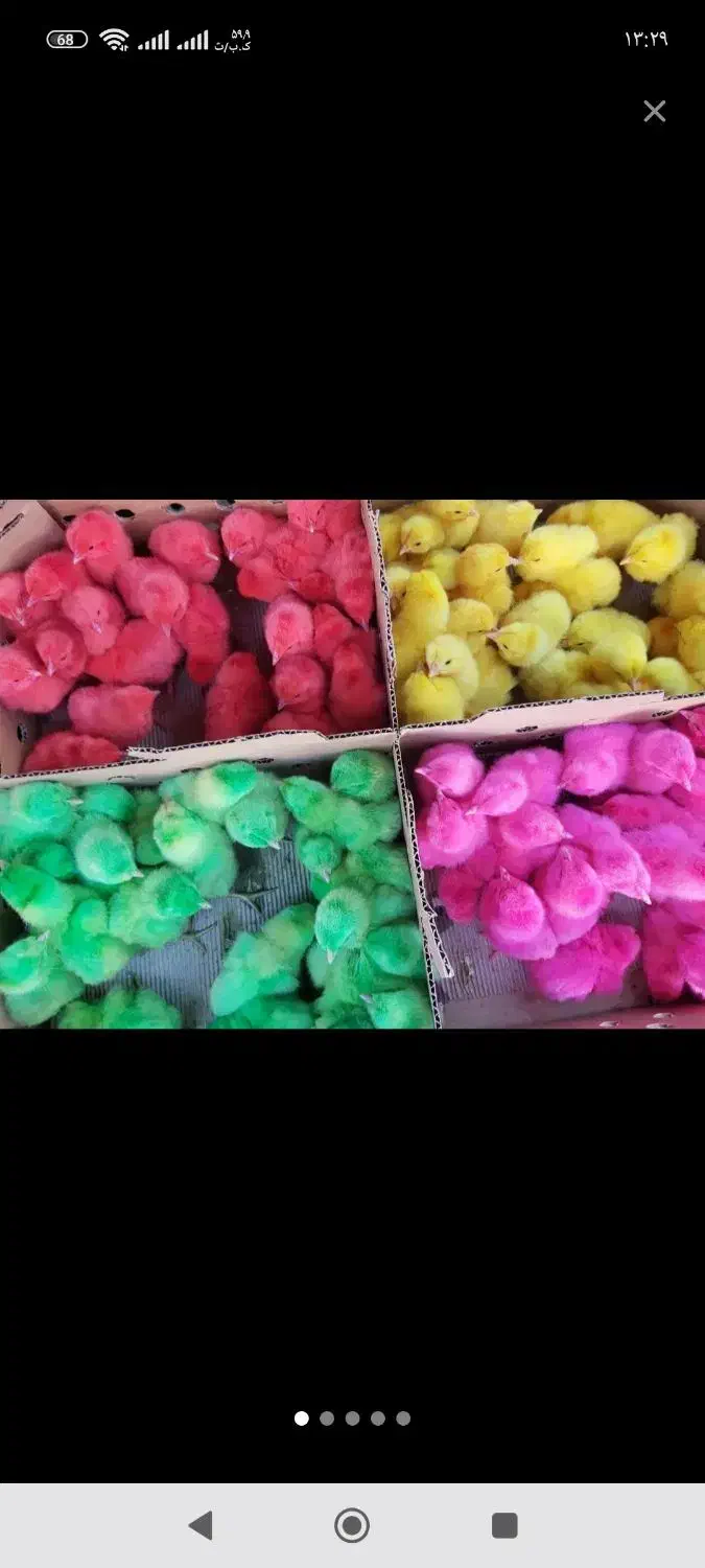 جوجه رنگی عمده|حیوانات مزرعه|شیروان (لرستان), |دیوار