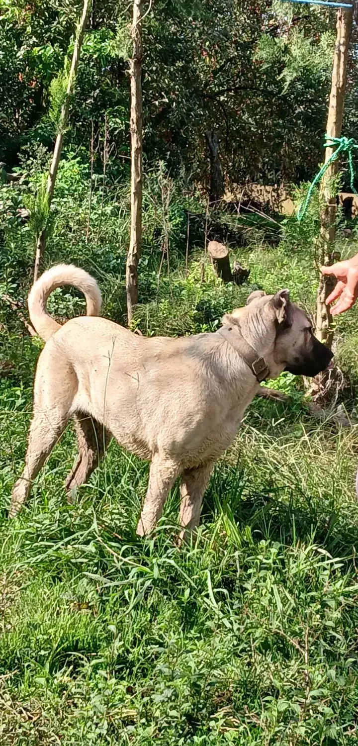 فروش سگ سرابی|سگ|املش, |دیوار