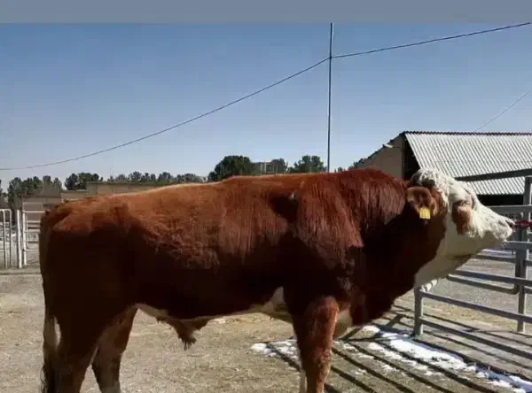 تلقیح مصنوعی گاو|خدمات پیشه و مهارت|نوبران, |دیوار