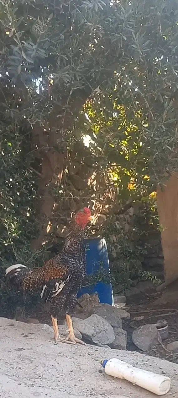 خروس و مرغ لاری|حیوانات مزرعه|طارم, |دیوار