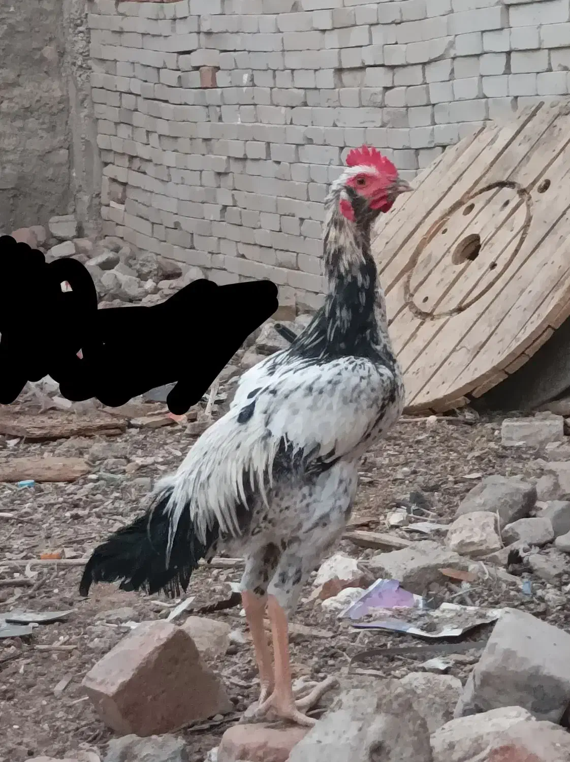 خروس|حیوانات مزرعه|ایرانشهر, |دیوار