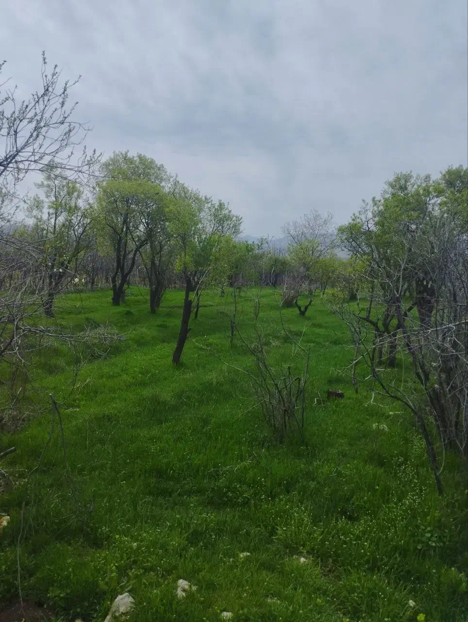 باغ ۲۰۶۵ متری در کرند|فروش زمین و ملک کلنگی|دالاهو, |دیوار