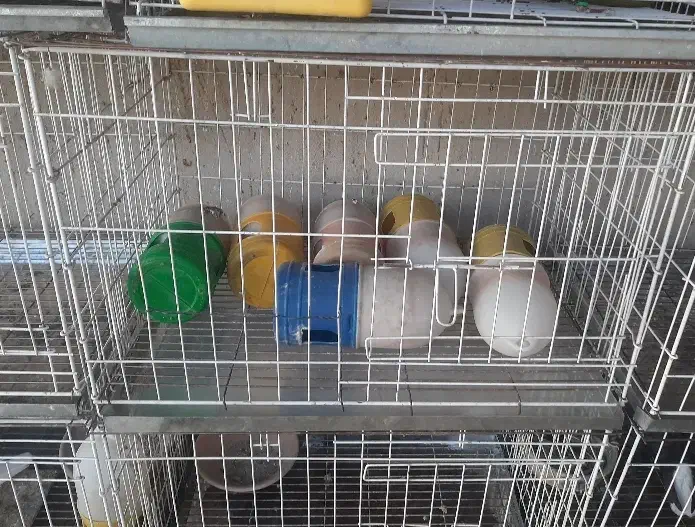 قفس کبوتر|لوازم جانبی حیوانات|ایلام, |دیوار