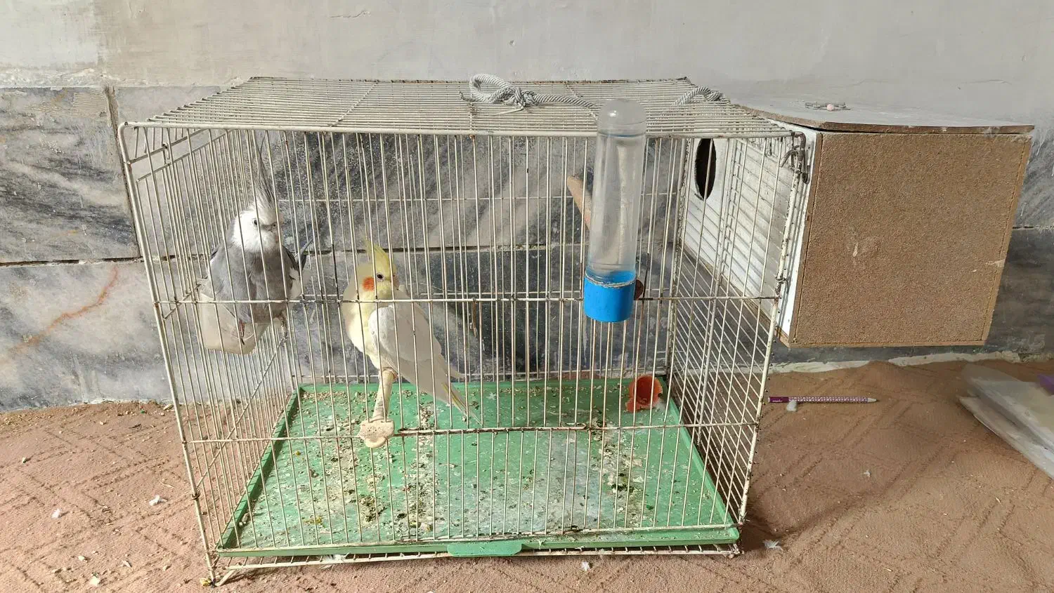 عروس هلندی|پرنده|مشهد, کارگران|دیوار