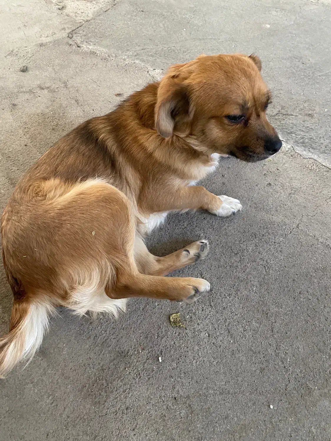 سک پاکوتاه ماده|سگ|اردبیل, |دیوار