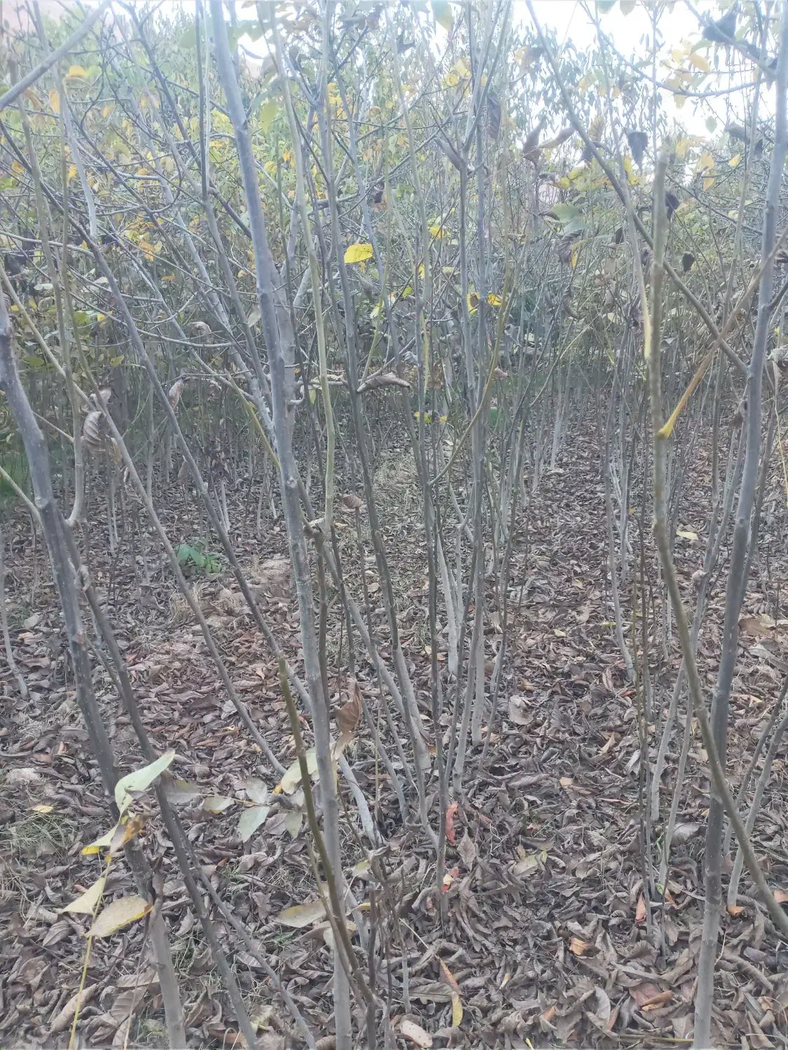 نهال گردو ۴ ساله  بزری1قد نهال 1/5تا 2متر دانه ۶۰|خدمات باغبانی و درختکاری|بجنورد, |دیوار