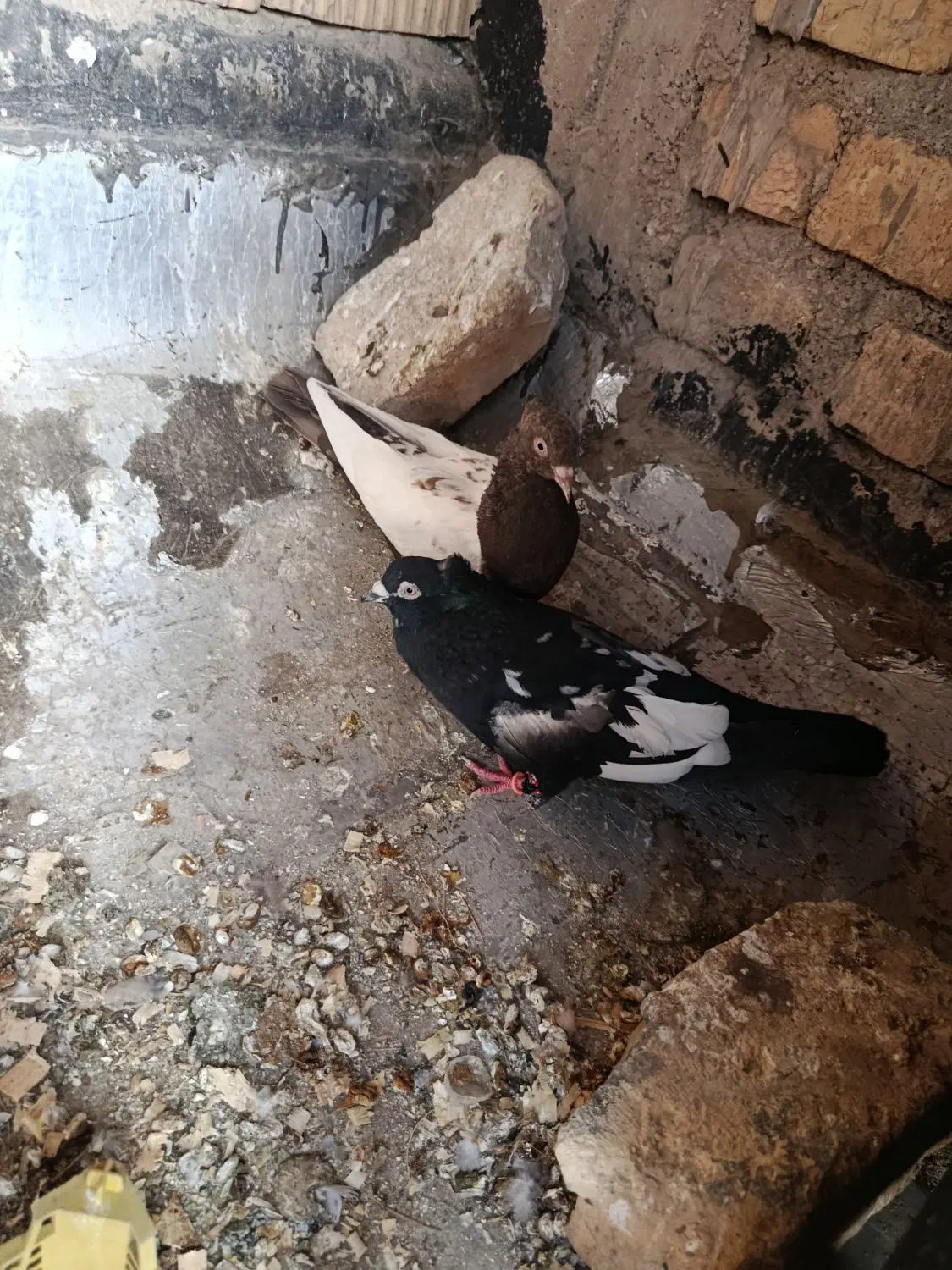 کبوتر|پرنده|شیراز, سهل‌آباد|دیوار