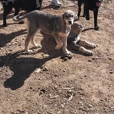 دزدیده شدن|حیوانات|اراک, |دیوار