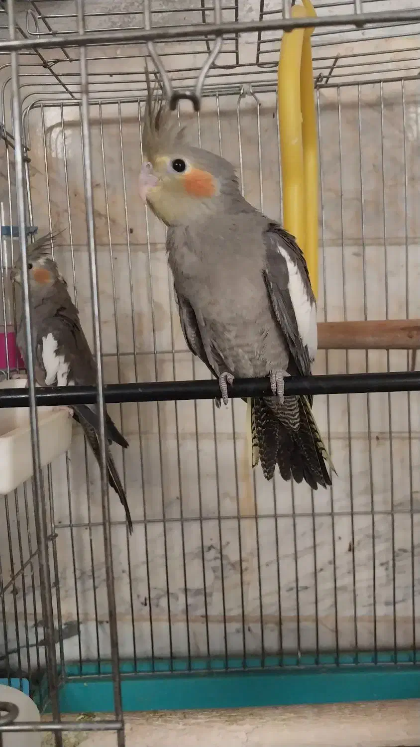 جوجه* عروس *هلندی* سینامون|پرنده|تهران, اتابک|دیوار