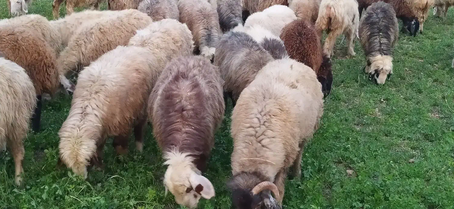 دام داشت|حیوانات مزرعه|دوگنبدان, |دیوار