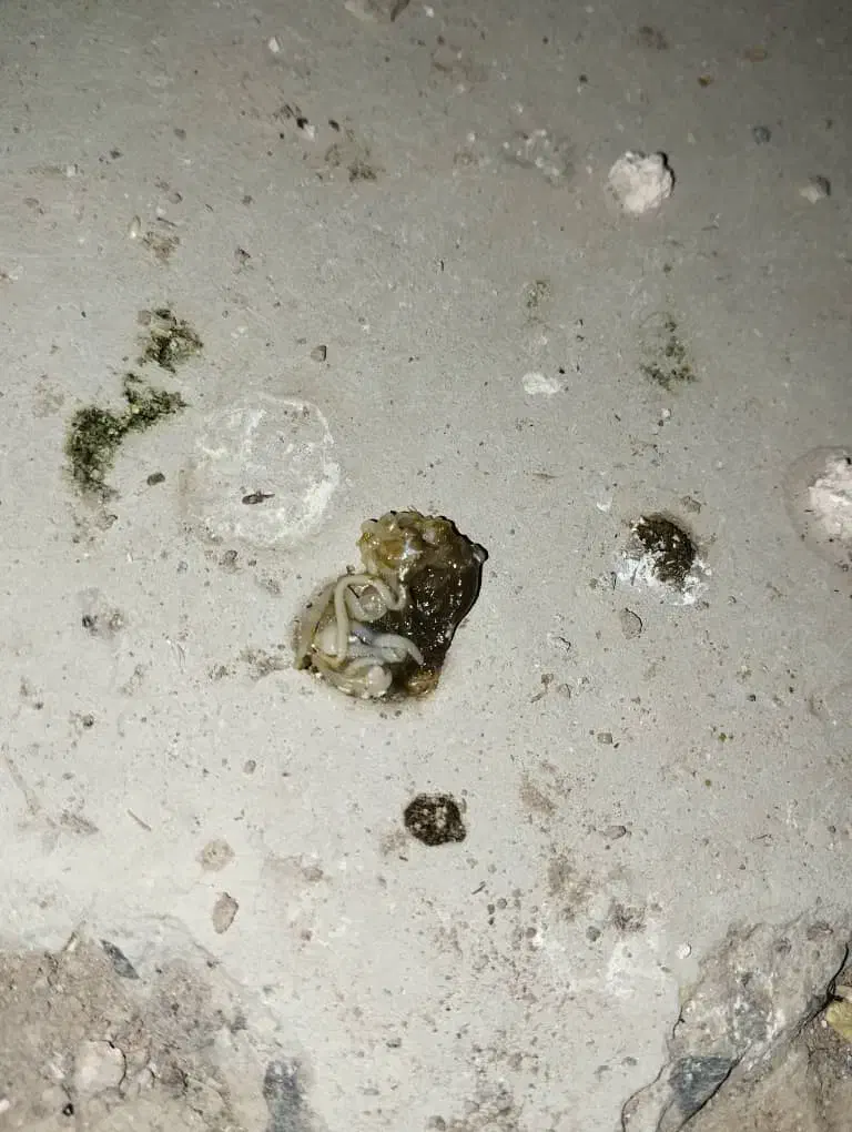 کبوتر پلنگ.انگل.پاکسازی|پرنده|رفسنجان, |دیوار