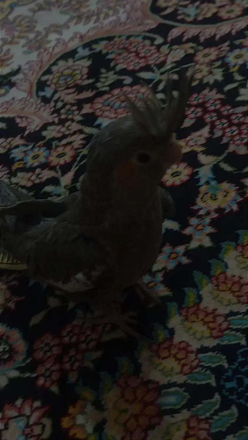 عروس هلندی جوان|پرنده|تهران, مسعودیه|دیوار