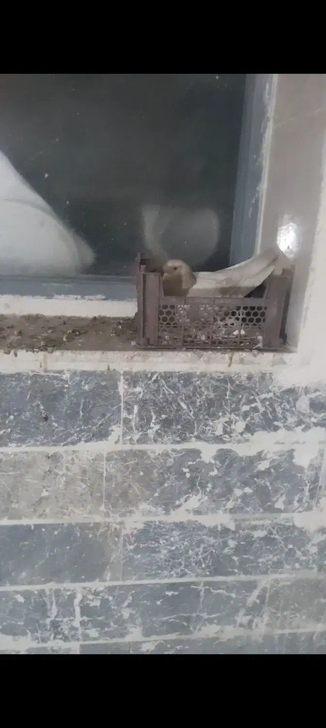 کبوتر|پرنده|نجفآباد, جلال آباد|دیوار