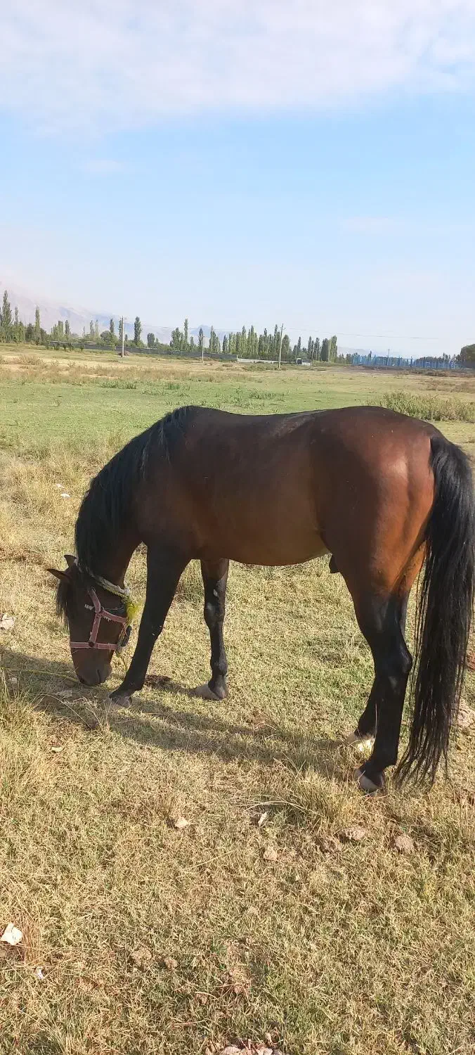 اسب نریان ۶ساله|اسب و تجهیزات اسب‌سواری|خوی, |دیوار