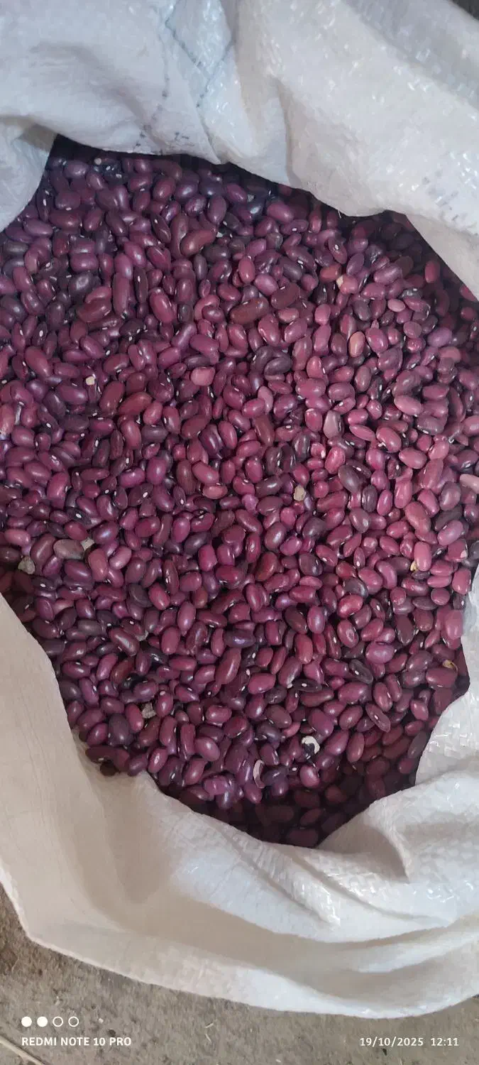 400 کیلو لوبیا قرمز|خوردنی و آشامیدنی|سربند, |دیوار