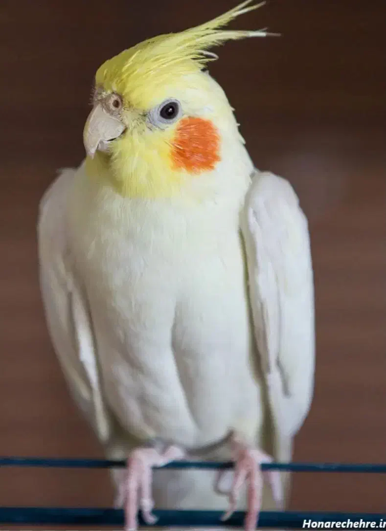 عروس هلندی|پرنده|اصفهان, جاوان|دیوار