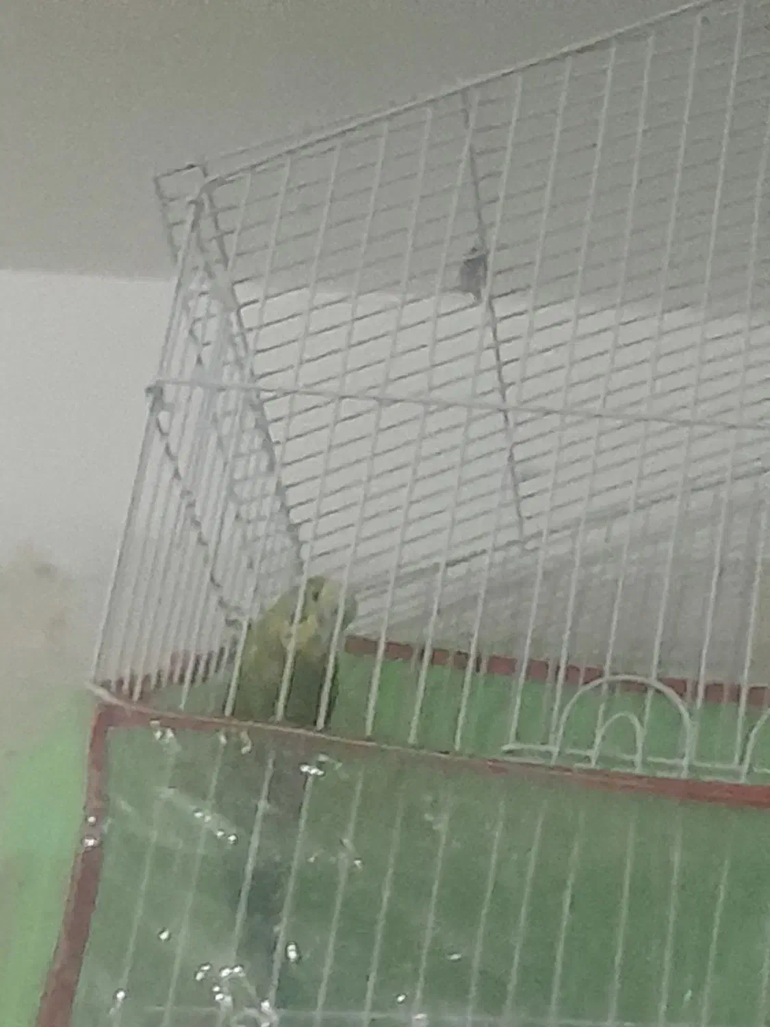 مرغ عشق نر مس مس اماده کار|پرنده|فسا, |دیوار