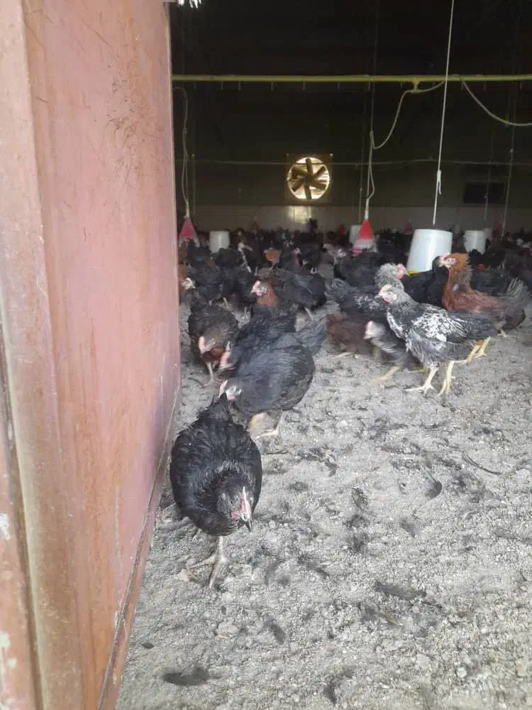 نیمچه سه ماهه|حیوانات مزرعه|پیشوا, |دیوار