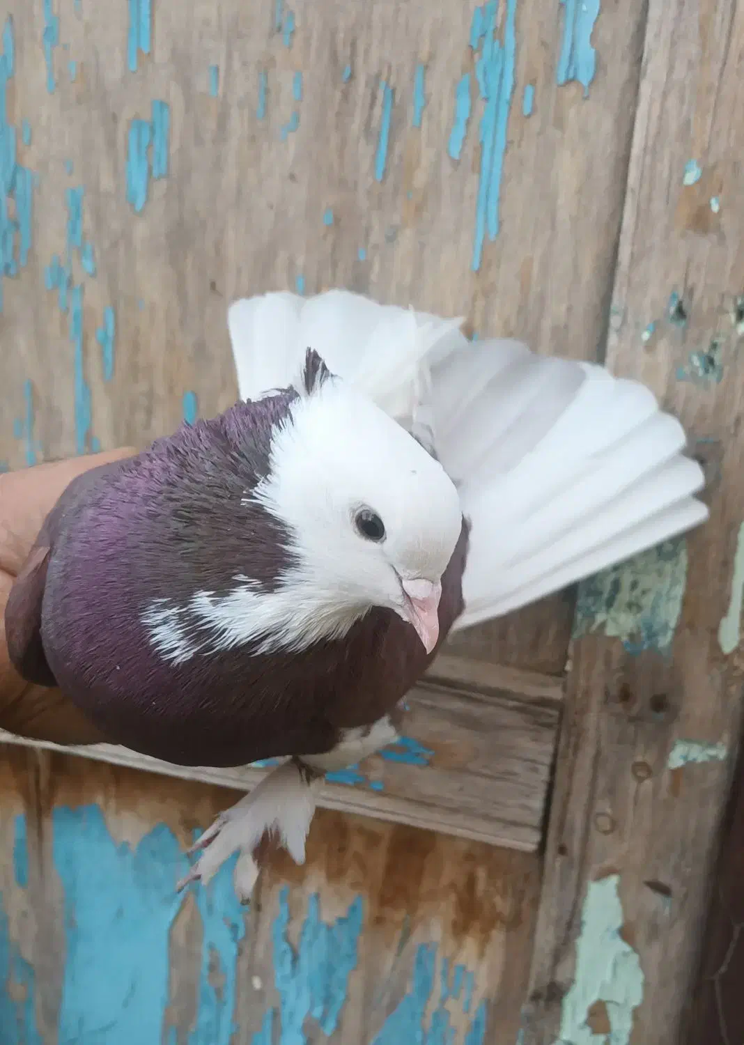 کبوتر شازده|پرنده|ماهنشان, |دیوار