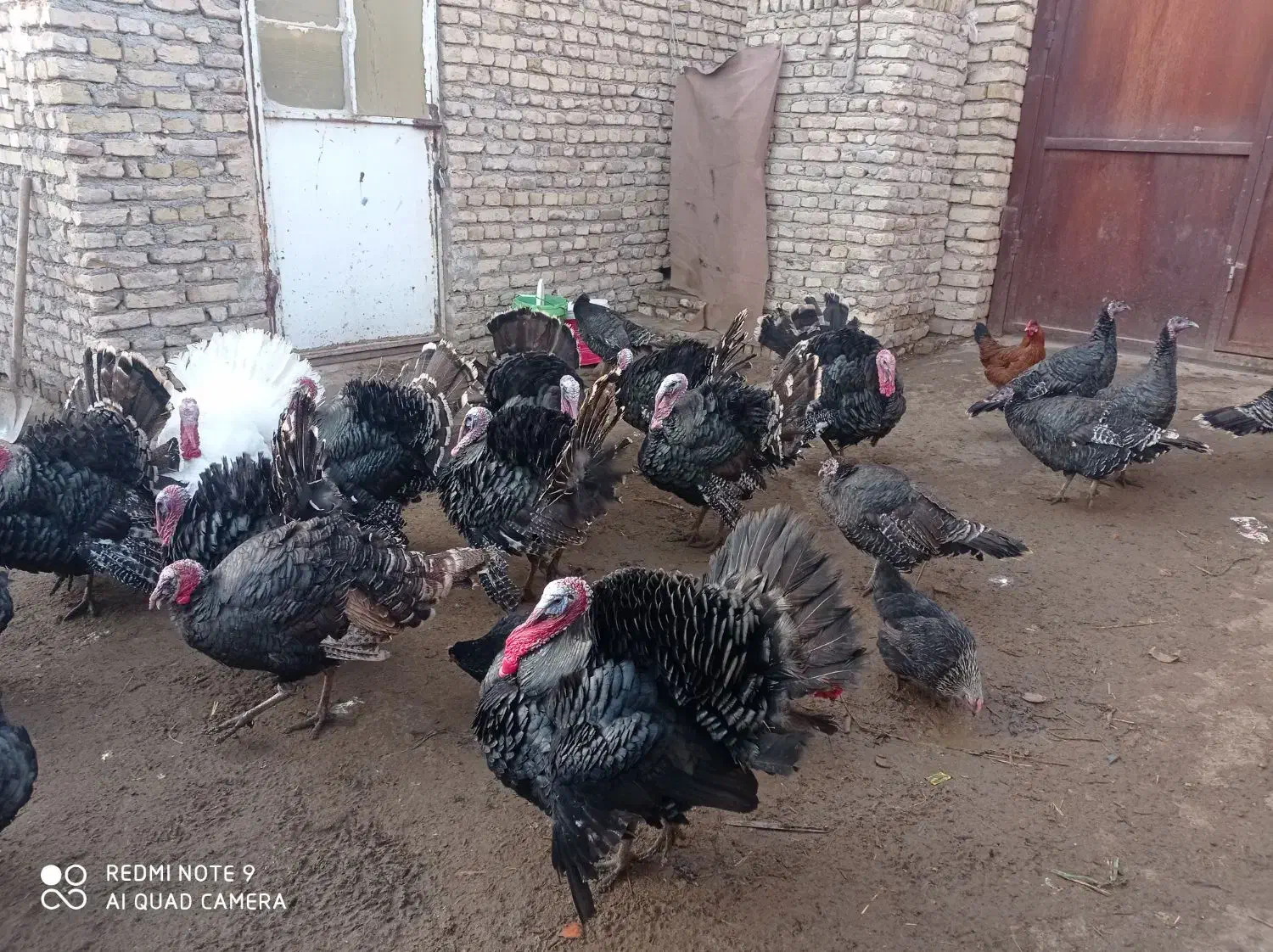 خروس بوقلمون|حیوانات مزرعه|مشهد, فرخد|دیوار