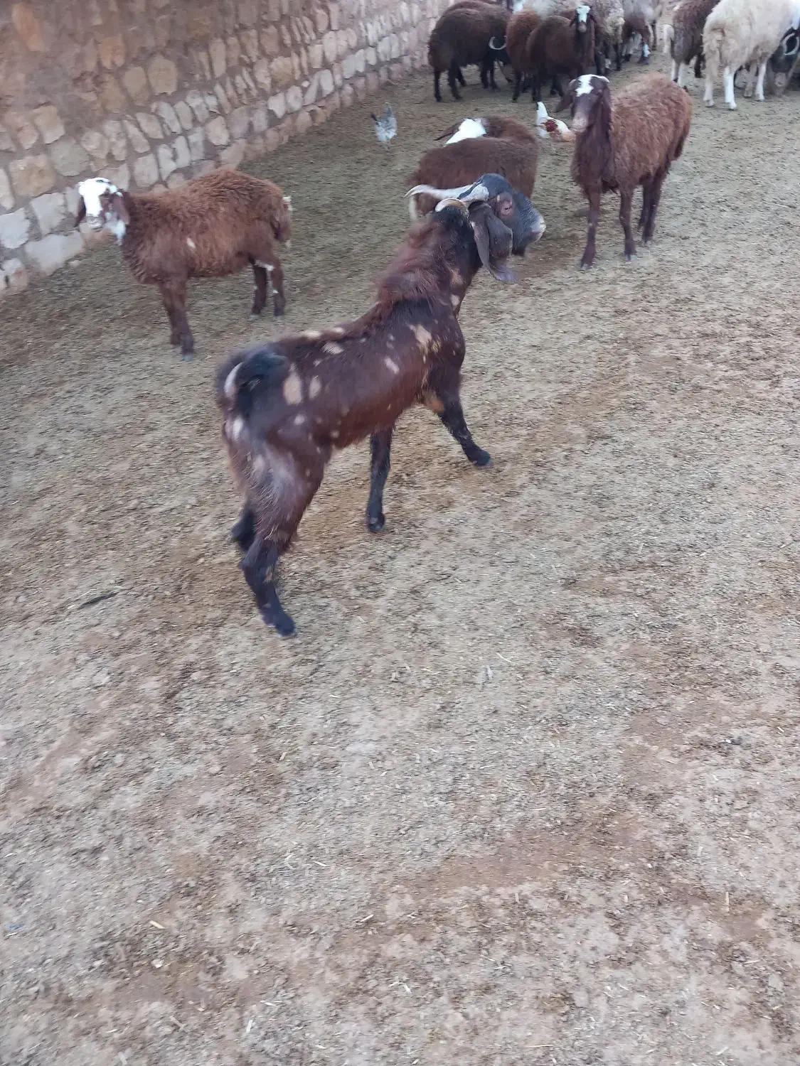 بزغاله نر|حیوانات مزرعه|کوهدشت, |دیوار