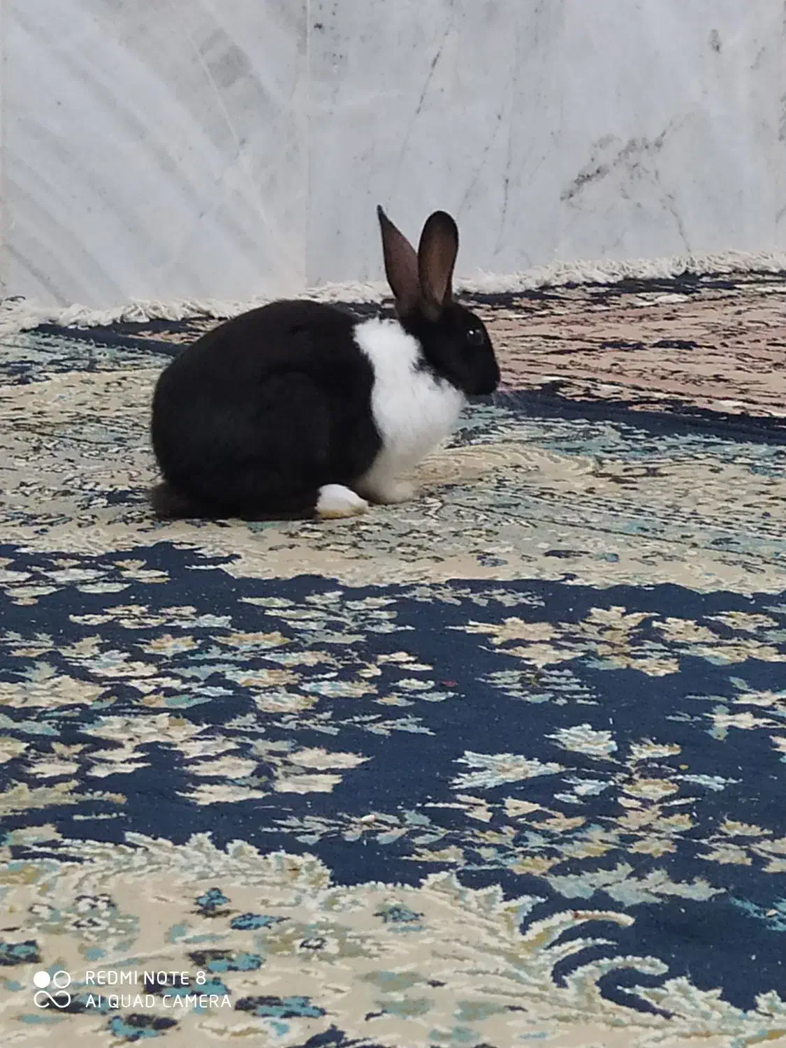 خرگوش|موش و خرگوش|اسفراین, |دیوار