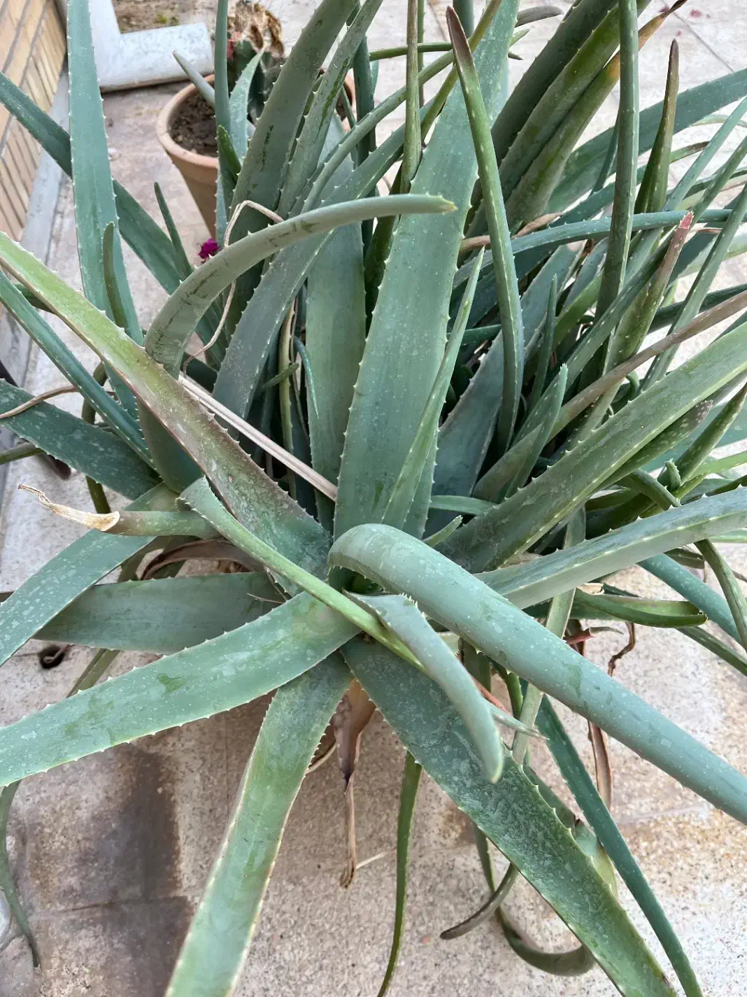 گلدان آلوورا|گل و گیاه طبیعی|بندر ماهشهر, |دیوار