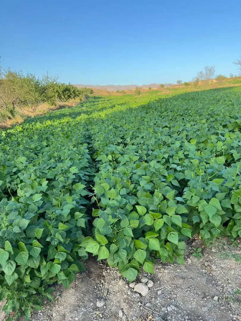 اجاره زمین کشاورزی  ابی|اجارهٔ کوتاه‌مدت ویلا و باغ|زنجان, |دیوار