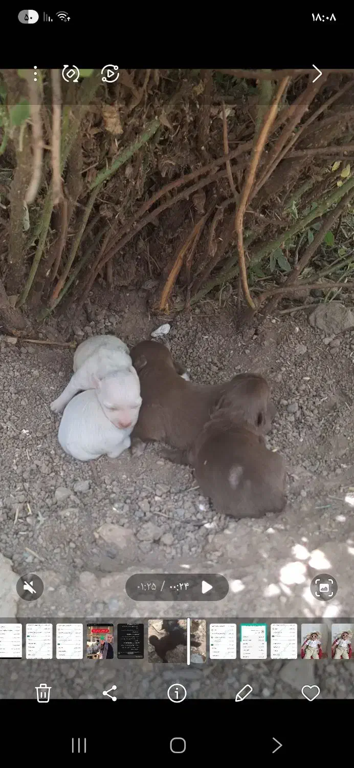 فروش چند قلاده سگ پا کوتاه|سگ|دشتابی, |دیوار