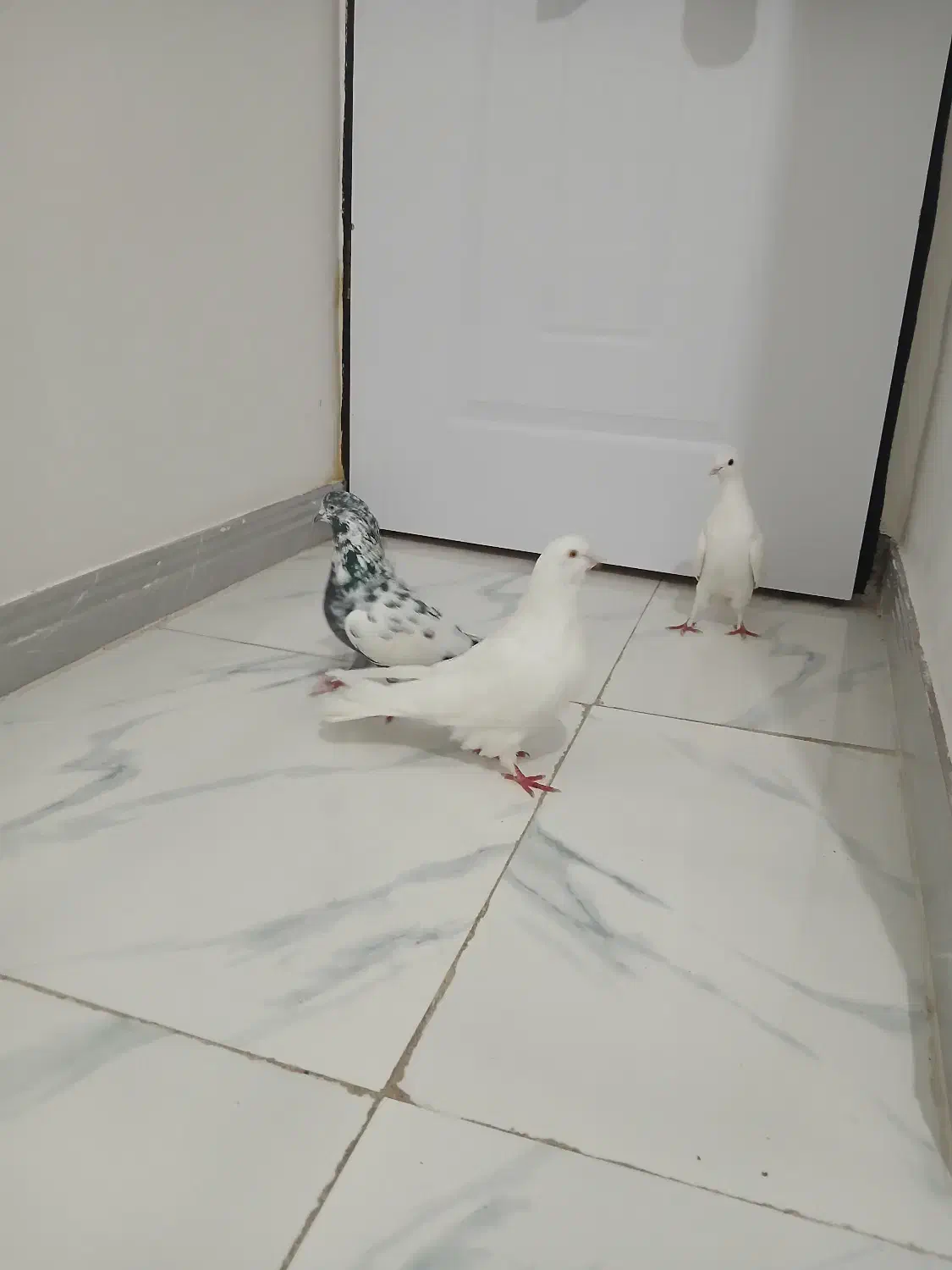 سه عدد کبوتر عالی|پرنده|رشت, یخسازی|دیوار