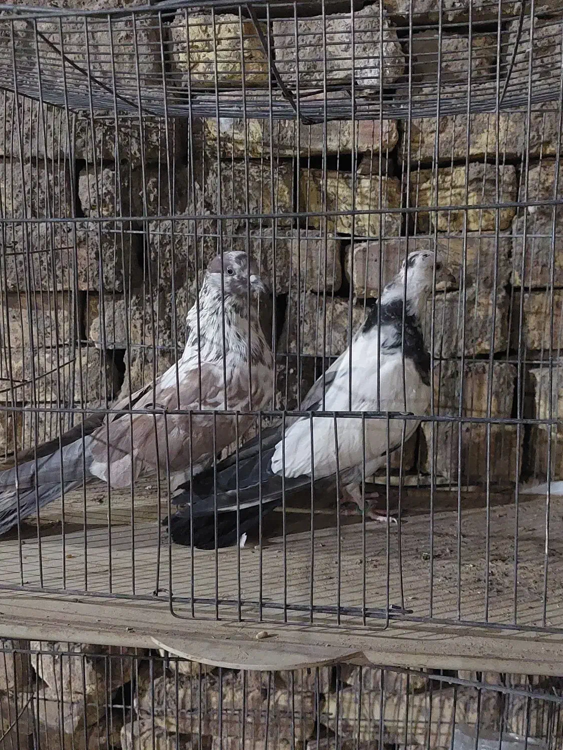 دوجفت نرو ماده پرشی فوق العاده|پرنده|اردکان, |دیوار