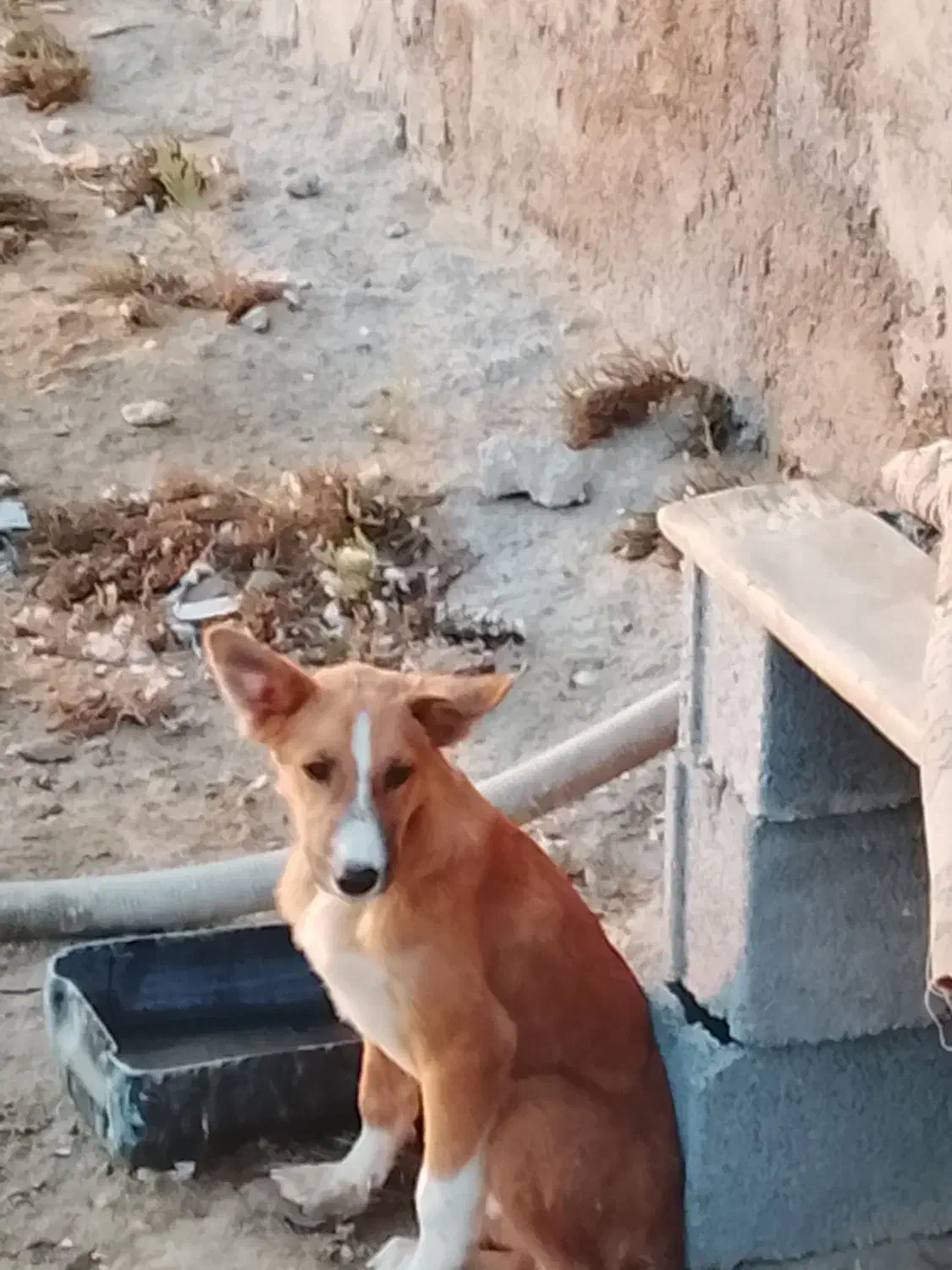 سگ نگهبان|سگ|ریگ, |دیوار