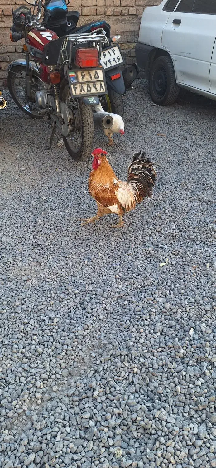 خروس گلین|حیوانات مزرعه|قم, نخودی|دیوار