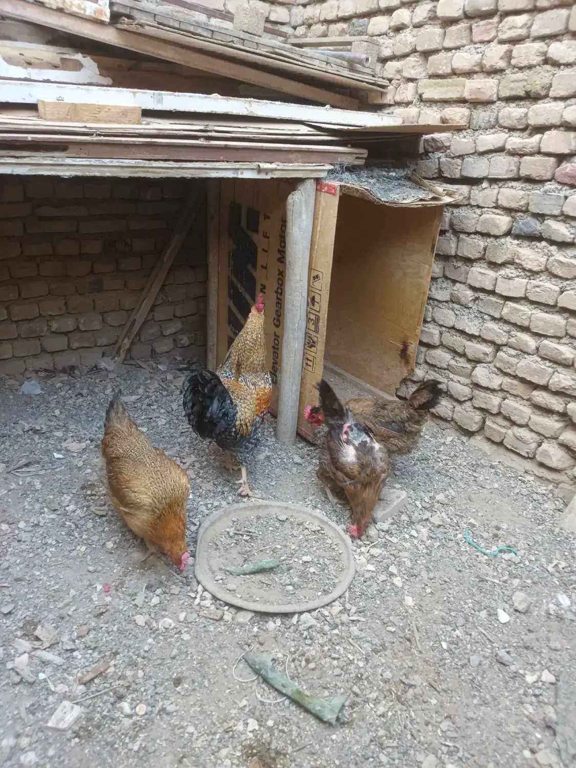 مرغ و خروس...جوجه مرغ|حیوانات مزرعه|سبزوار, گلشن|دیوار