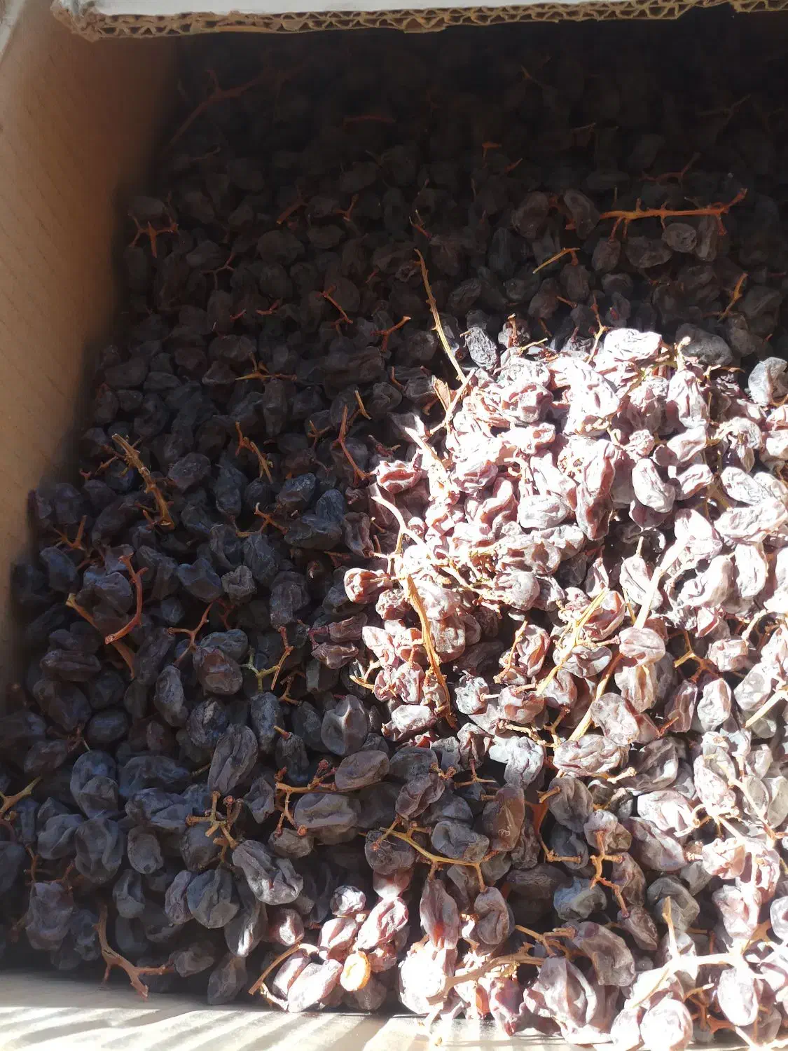 کشمش، سایه خشک، مویز، شیره انگور فرخی|خوردنی و آشامیدنی|اسدآباد, |دیوار