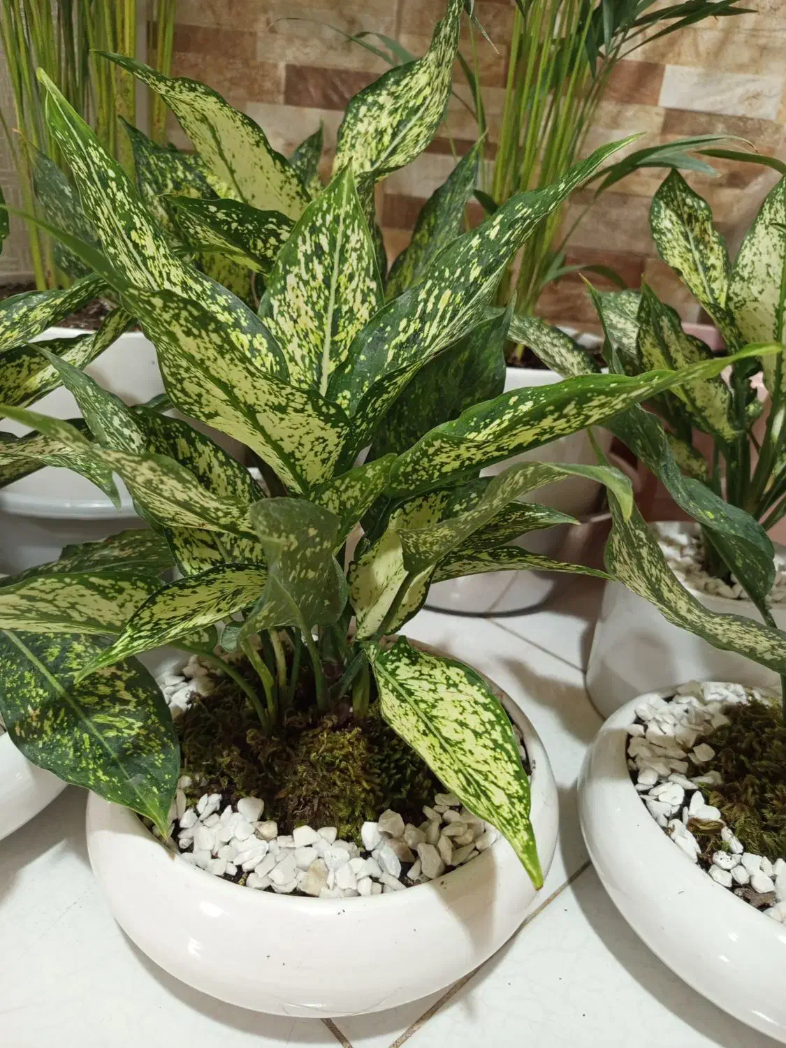 گل های خاص برا روزهای خاص. کادوی روز مادر|گل و گیاه طبیعی|فردیس, فردیس|دیوار