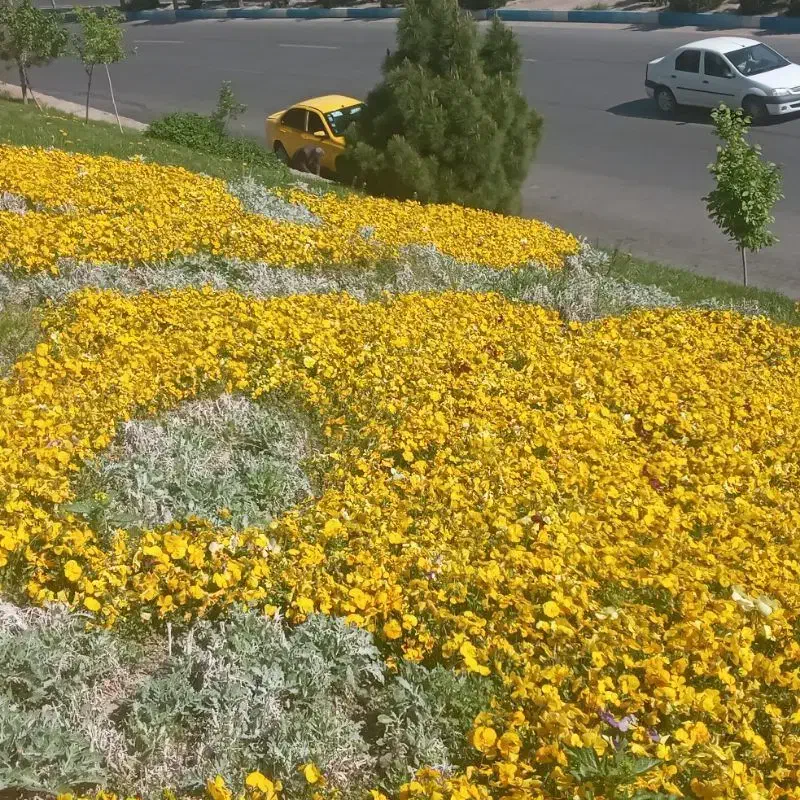 باغبان|خدمات باغبانی و درختکاری|تبریز, |دیوار