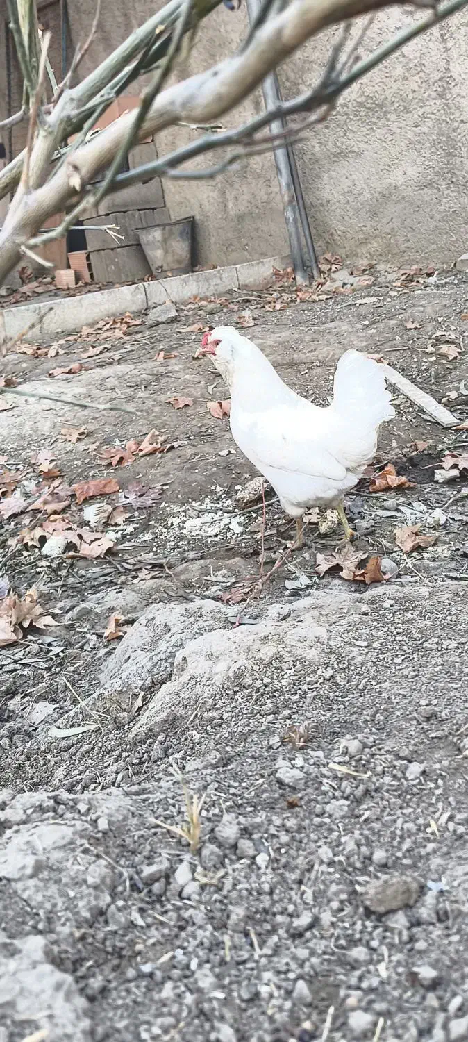 مرغ گلین فول|حیوانات مزرعه|پاکدشت, پاکدشت (مامازند)|دیوار