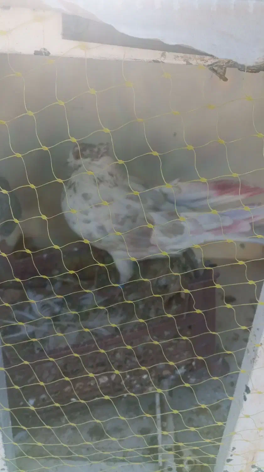 کبوتر|پرنده|چهارباغ, |دیوار