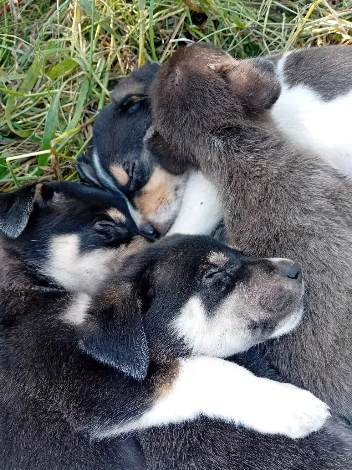 حیوانات خانگی|سگ|تهران, صادقیه|دیوار