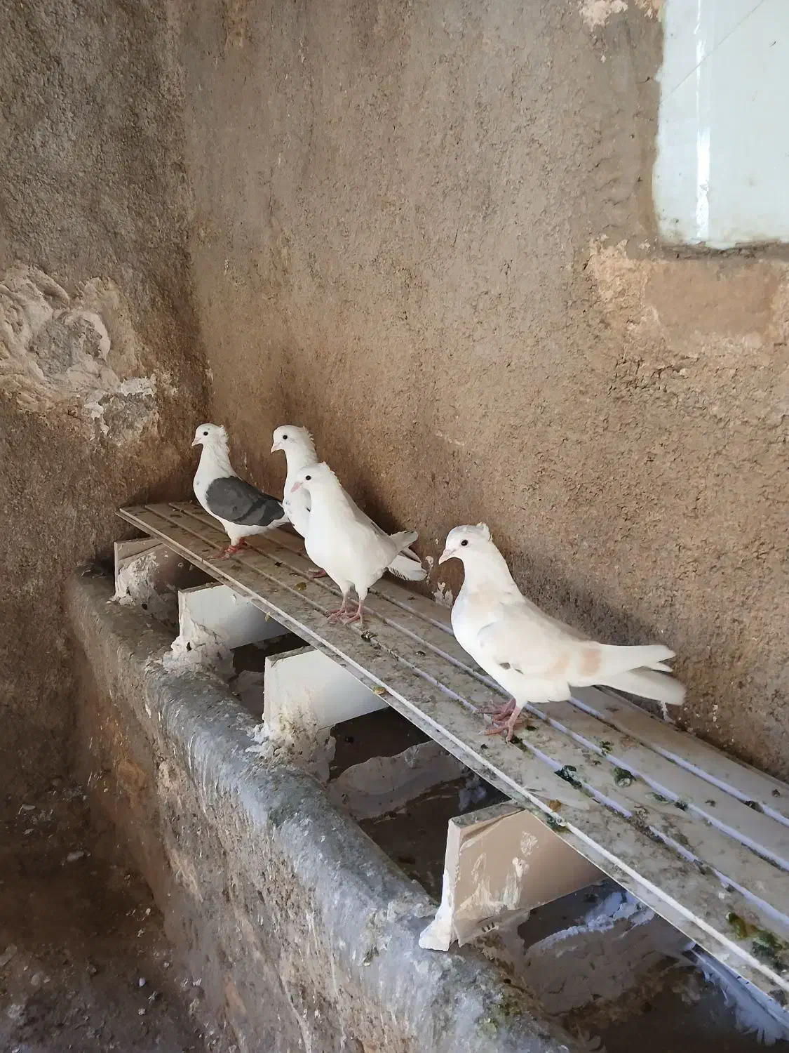 کبوتر|پرنده|چگنی, |دیوار