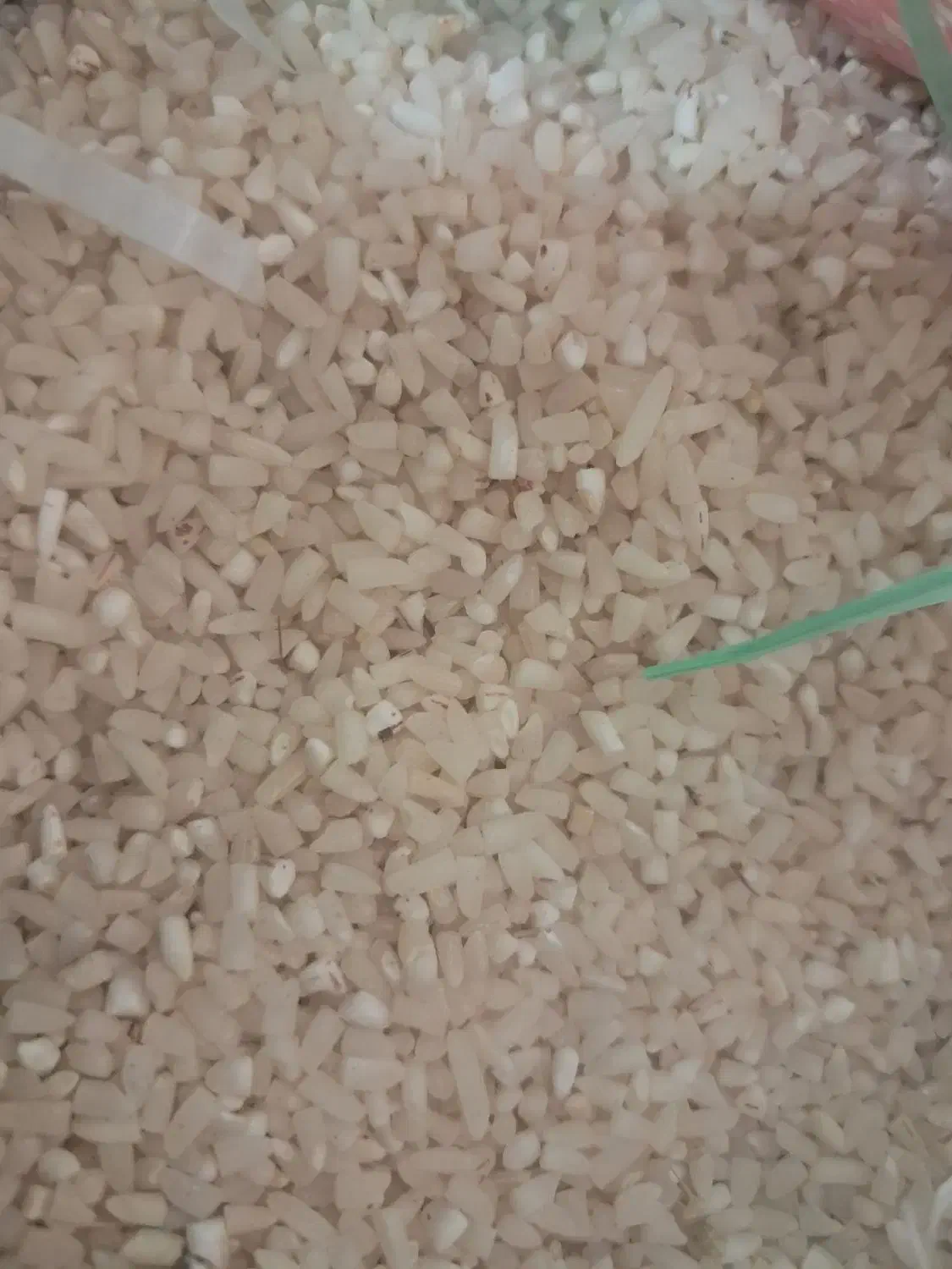 فروش نیم دانه طارم|خوردنی و آشامیدنی|بابل, |دیوار