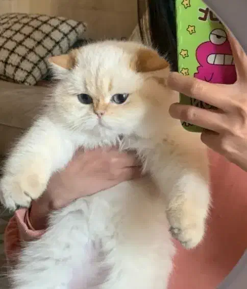 شیرین ترین گربه ی دنیا|گربه|قم, شاه ابراهیم|دیوار