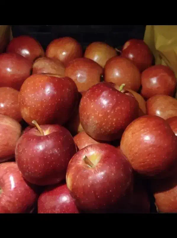 سیب سرخ پادنا|خوردنی و آشامیدنی|شیراز, شهرک فرهنگیان|دیوار