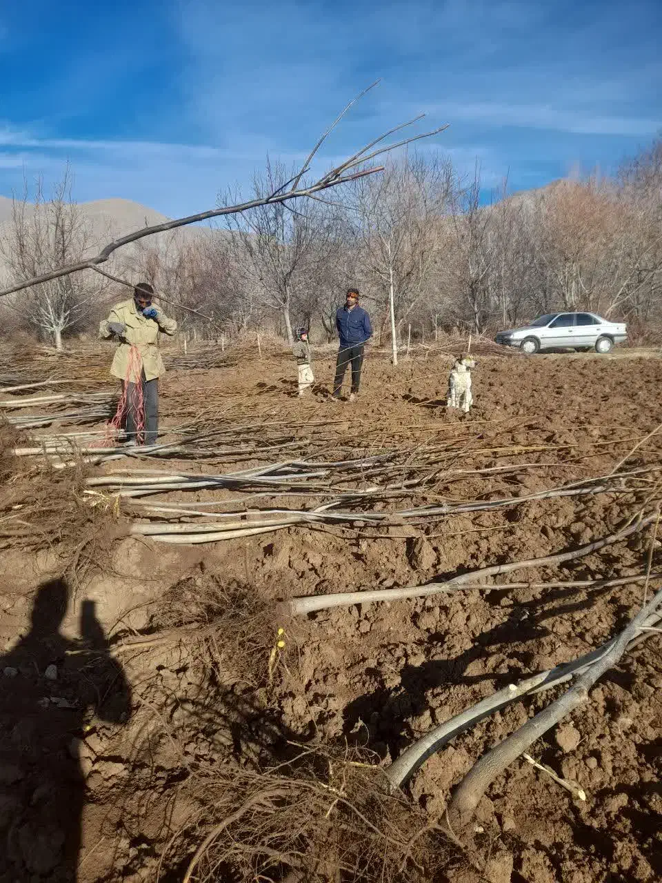 نهال تظمینی گردو|خدمات باغبانی و درختکاری|مشهد, انقلاب|دیوار