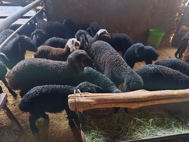 میش وبره|حیوانات مزرعه|قم, قلعه کامکار|دیوار