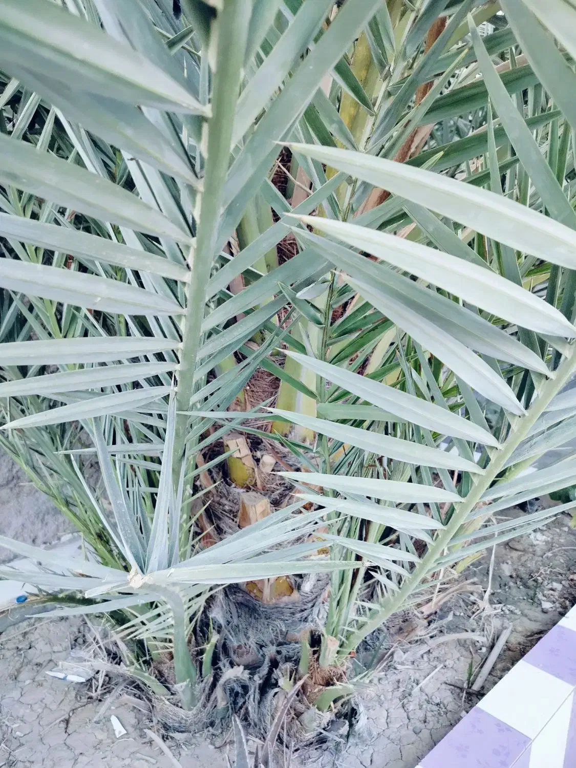 نخل برحی|گل و گیاه طبیعی|بندر امام خمینی, |دیوار