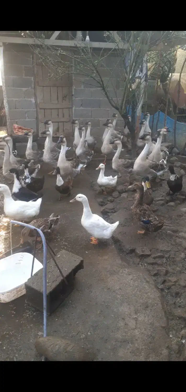 فروش اردک|حیوانات مزرعه|لاهیجان, لفمجان|دیوار