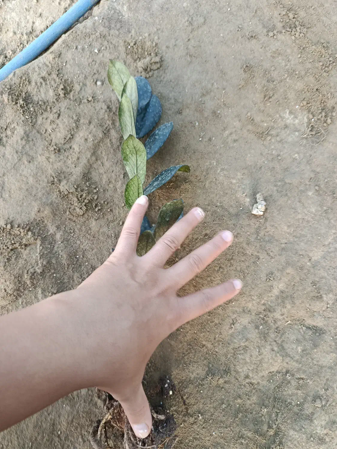 زامو بلک ریشه لخت|گل و گیاه طبیعی|بابل, |دیوار