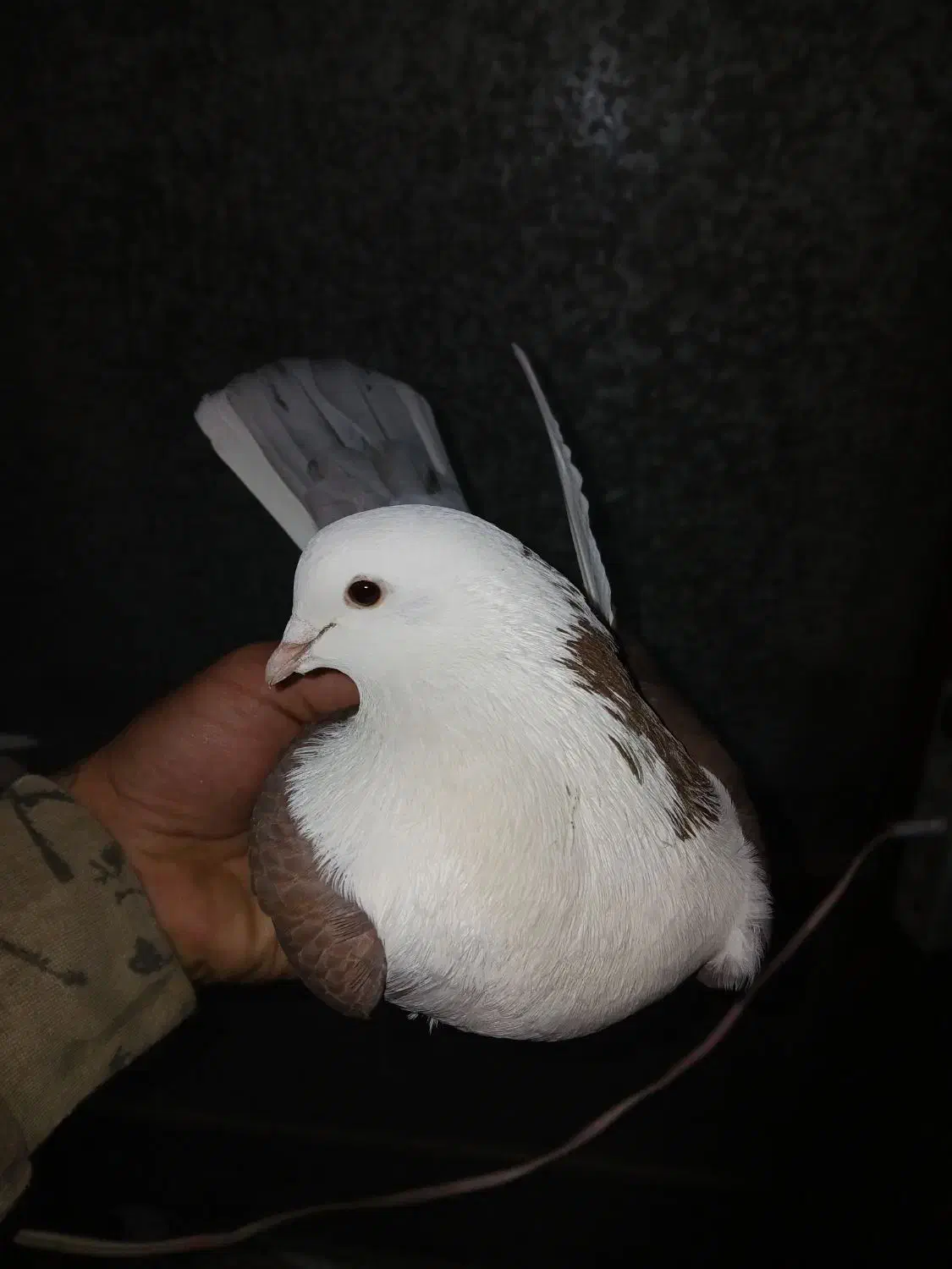 پشت دار قرمز نر هیکلی .|پرنده|قدس, شهر‌قدس|دیوار